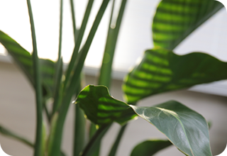 医療法人社団悠翠会 うえまつクリニック、うえまつ在宅クリニック